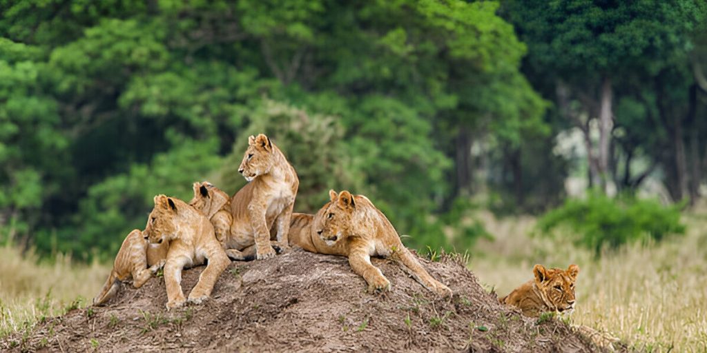 2-days-safari-banner-1024x512-1