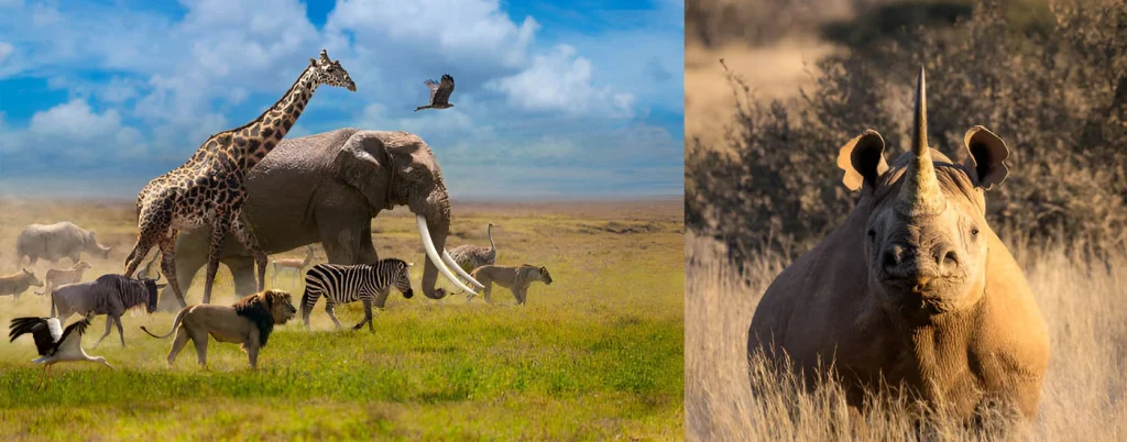 All wild animals & Rhinocerous