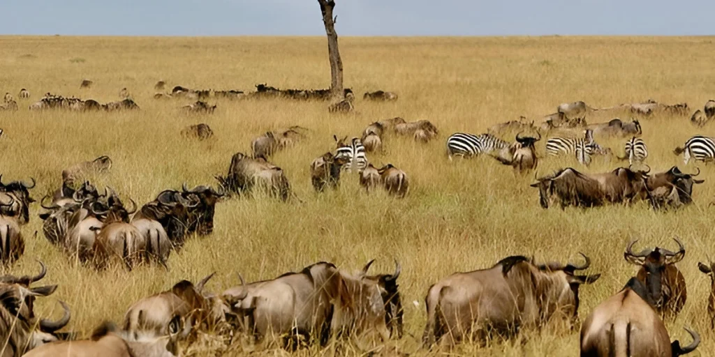 Buffaloes and Zebras in serengeti